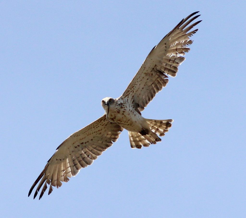 Schlangenadler Portugal Georg Schreier