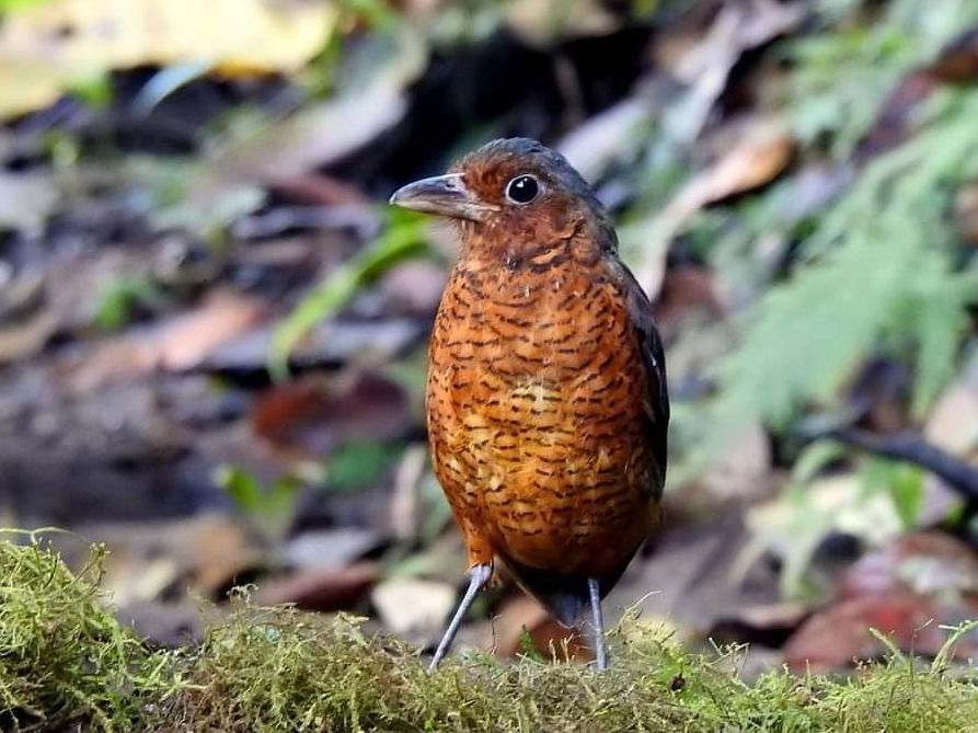 Riesenameisenpitta (G. Rojas)