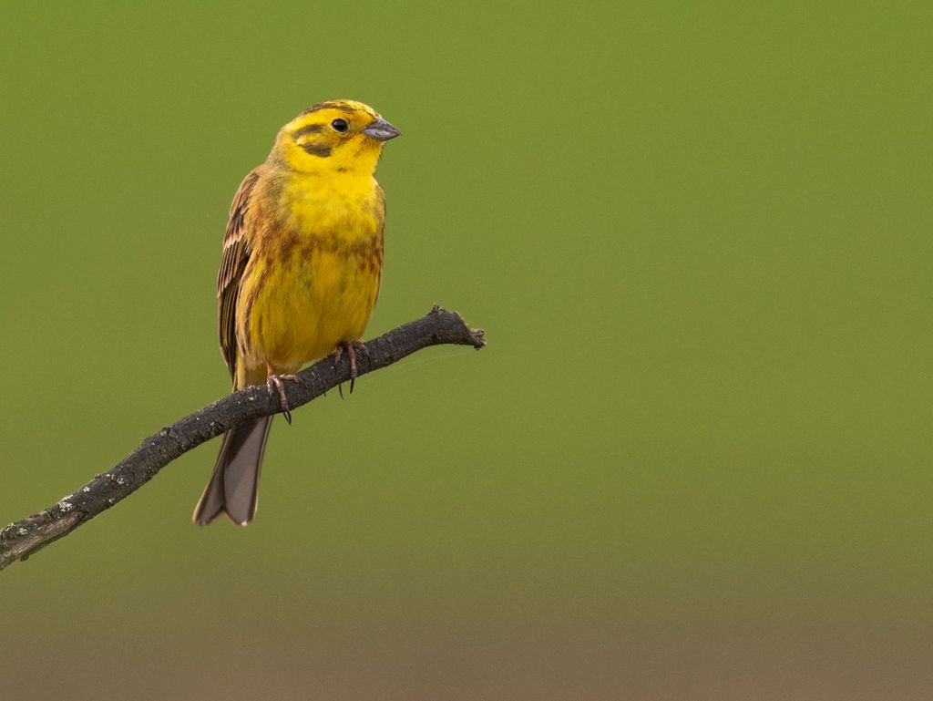 Goldammer auf einem Ast