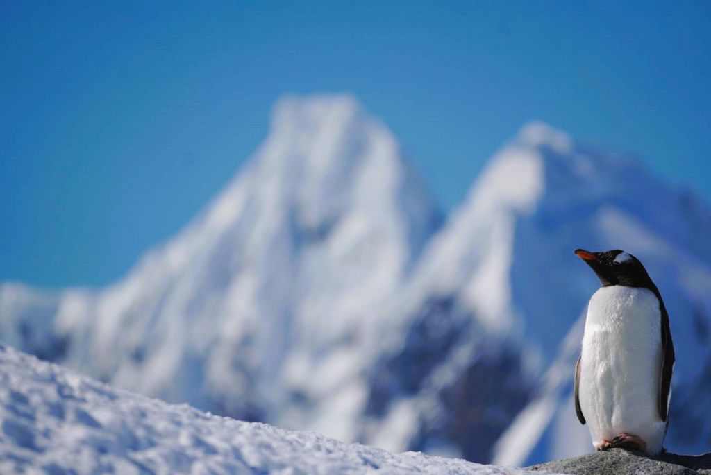 Eselspinguin Antarktis Elisa Stoll