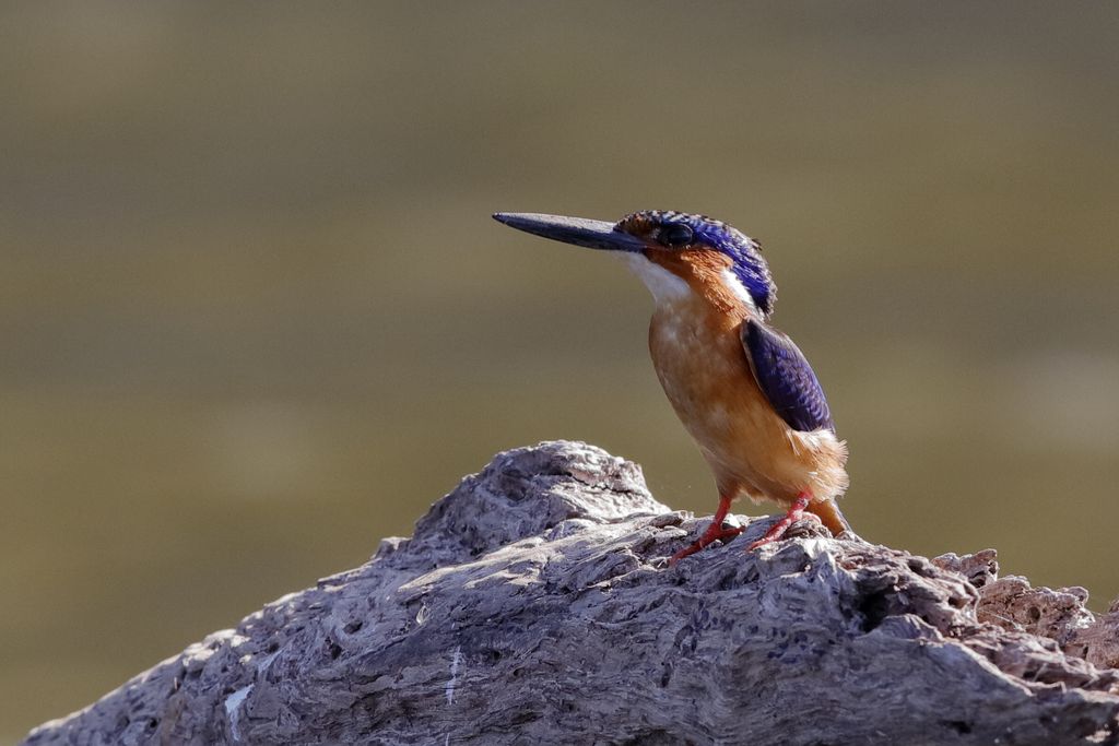 Malegassenzwergfischer Madagaskar H. Teichmann