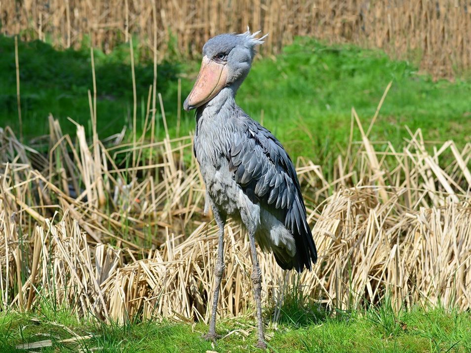 Schuhschnabel Äthiopien Volker Sthamer