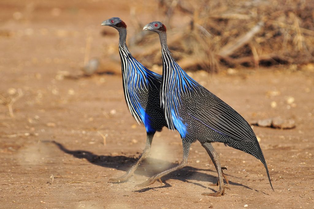 Geierperlhuhn Tansania Volker Sthamer