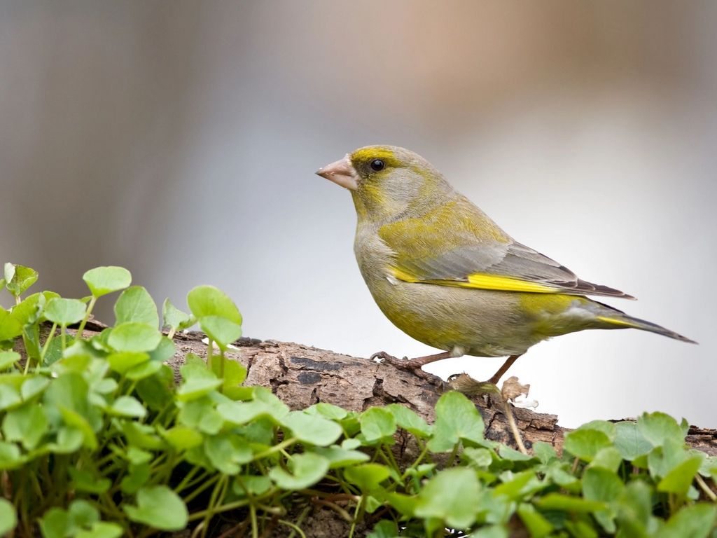 Grünfink von der Seite
