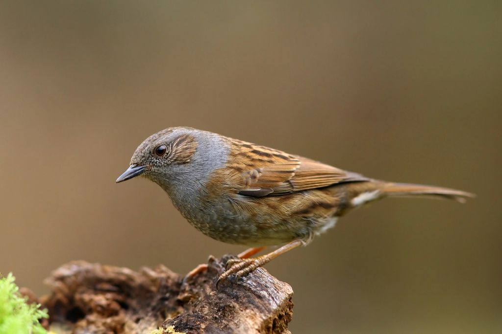 Heckenbraunelle von der Seite