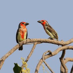 Blutbrust-Bartvogel Gambia Christoph Moning