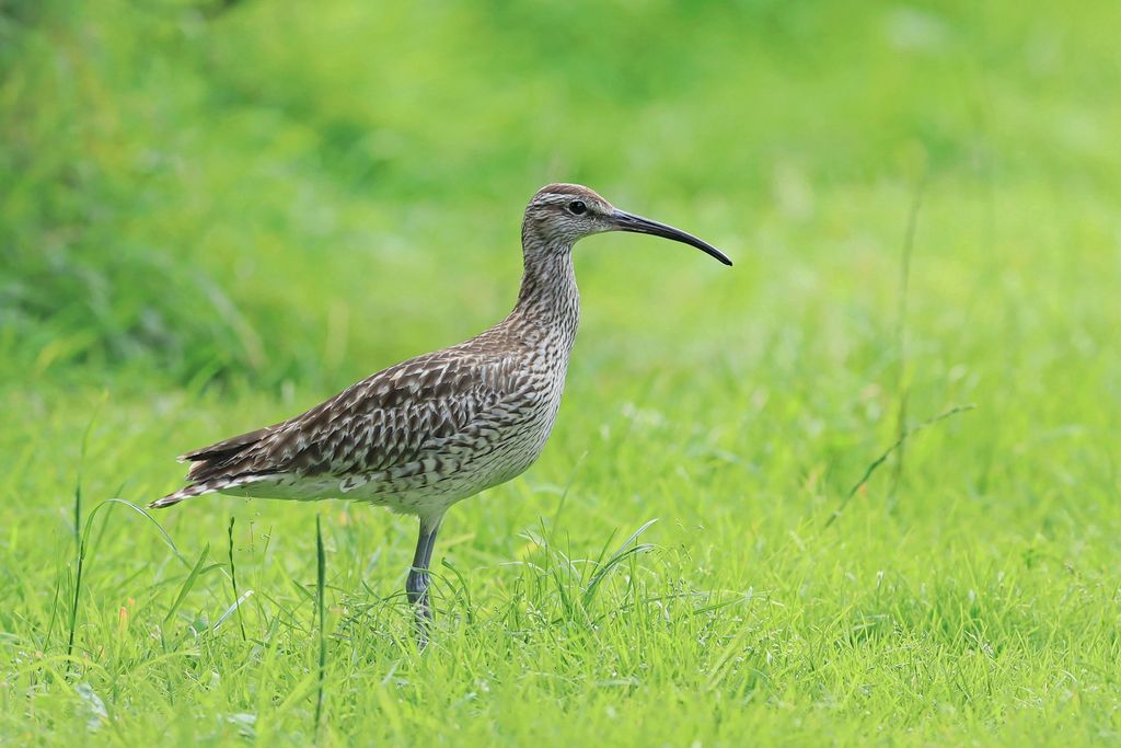 Regenbrachvogel (Bernd Grube)