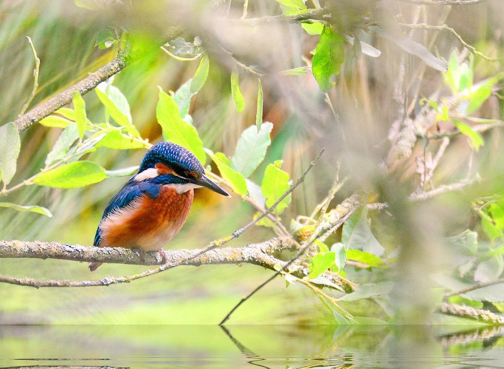 Eisvogel Deutschland Volker Sthamer