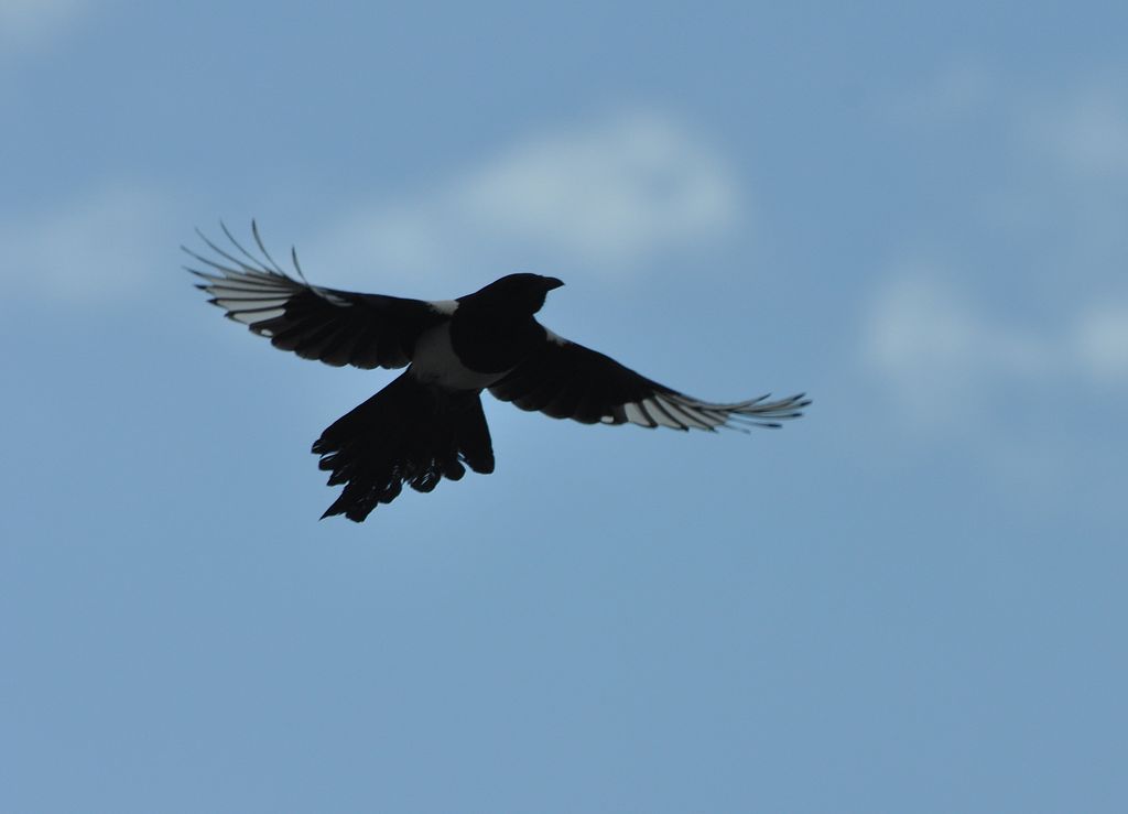 Elster im Flug von hinten am Himmel