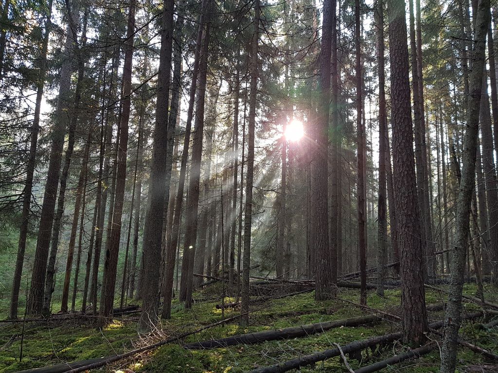 Sonne scheint durch den Wald in Belarus