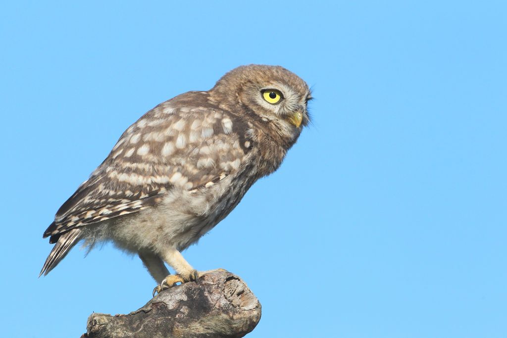 Steinkauz (Janos Olah)