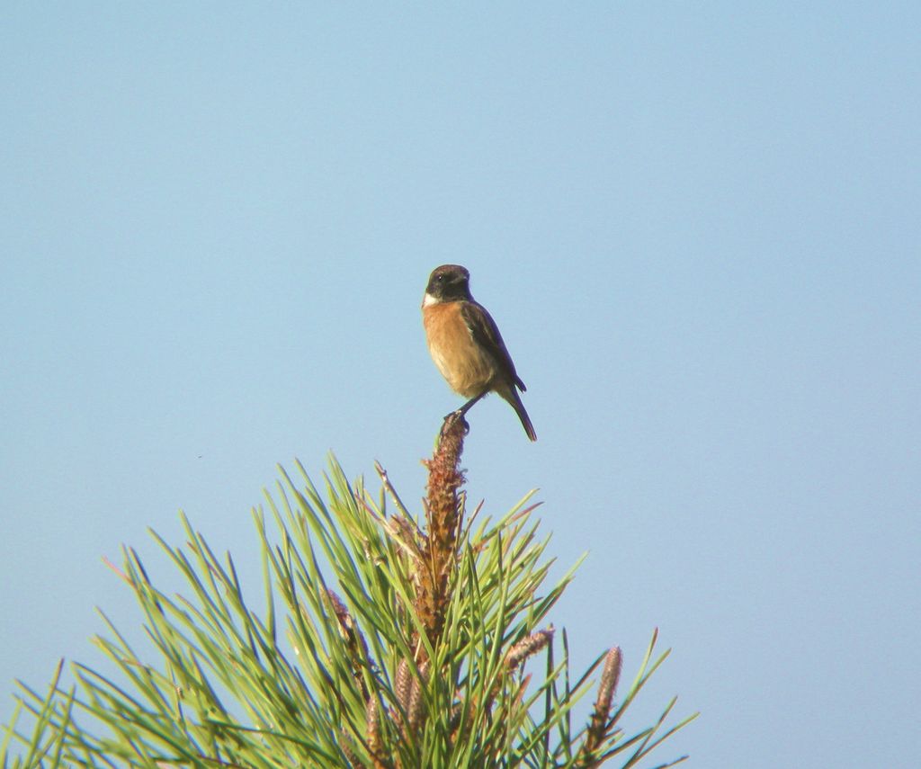 Schwarzkehlchen, Portugal (Algarve), tgp