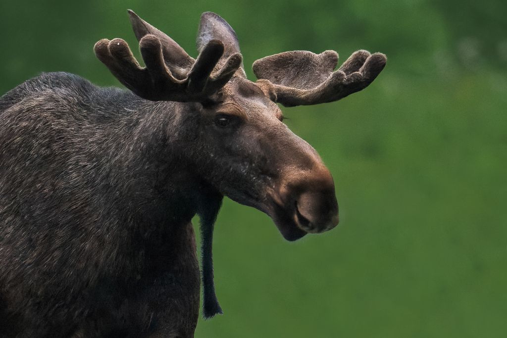 Elch in Norwegen