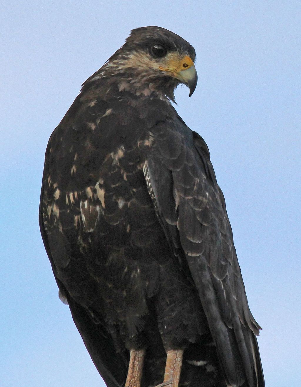 Mangrovenbussard Kuba Rolf Schneider