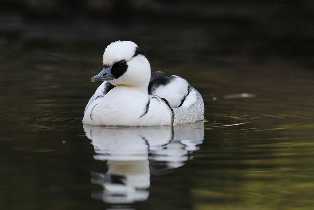 Zwergsäger Deutschland Christoph Moning