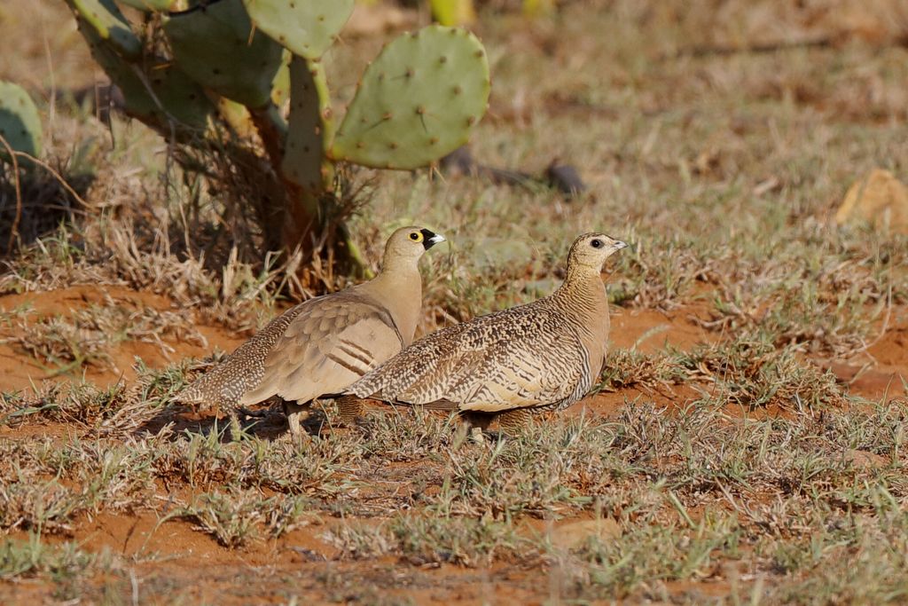 Madagaskarflughuhn Madagaskar H. Teichmann