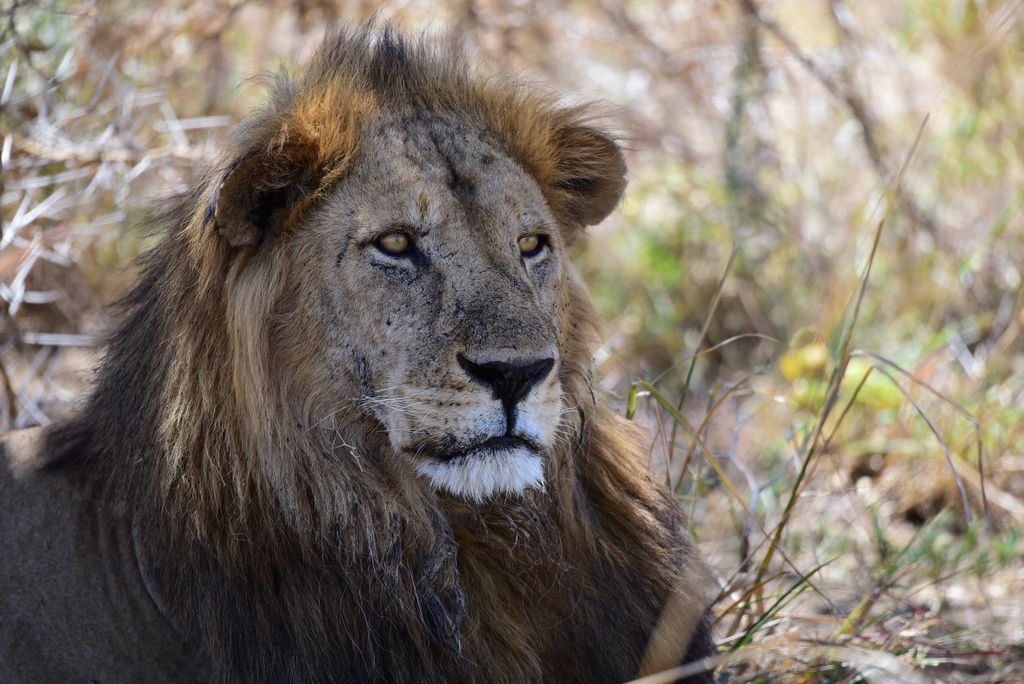 Löwe Uganda Volker Sthamer