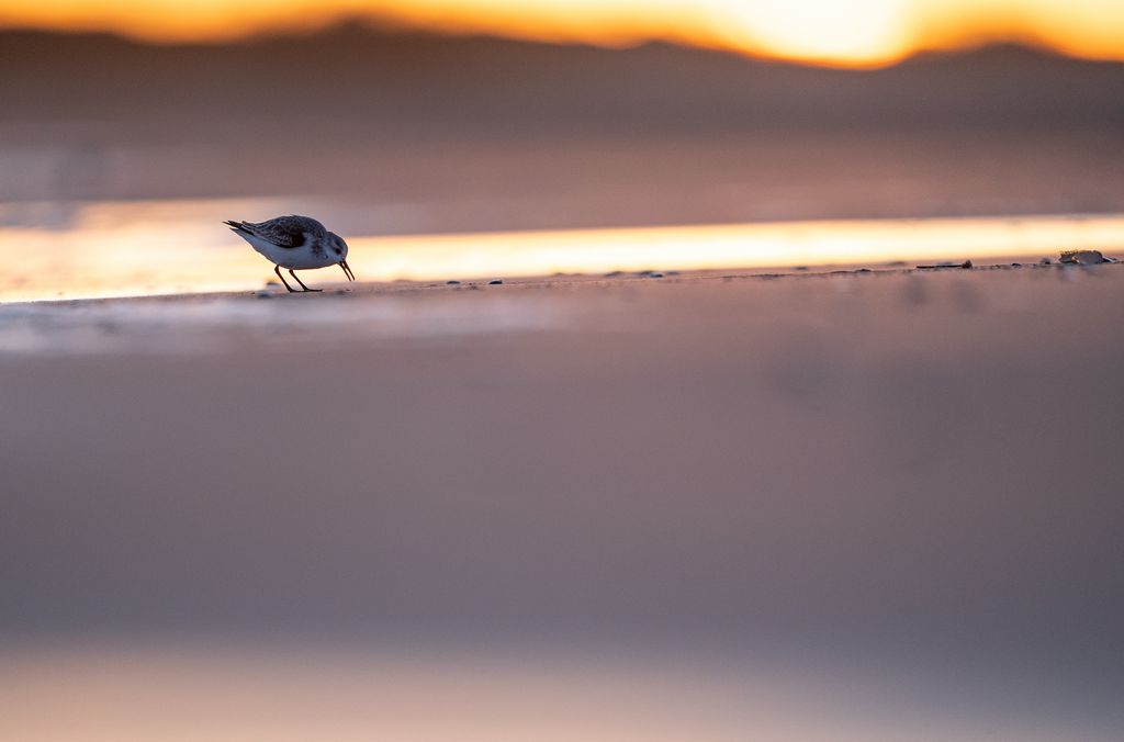 Sanderling (D. Stenitzer)