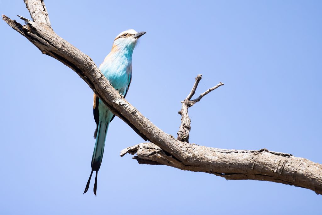 Namibia A.Voigts