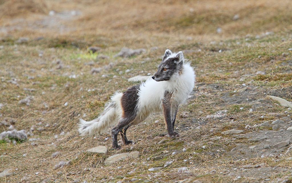 Polarfuchs Spitzbergen Svalbard Christoph Moning