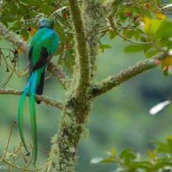 Quetzal Costa Rica Jonathan Serrano-Hernandez
