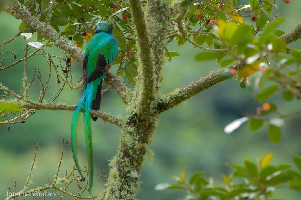 Quetzal Costa Rica Jonathan Serrano-Hernandez