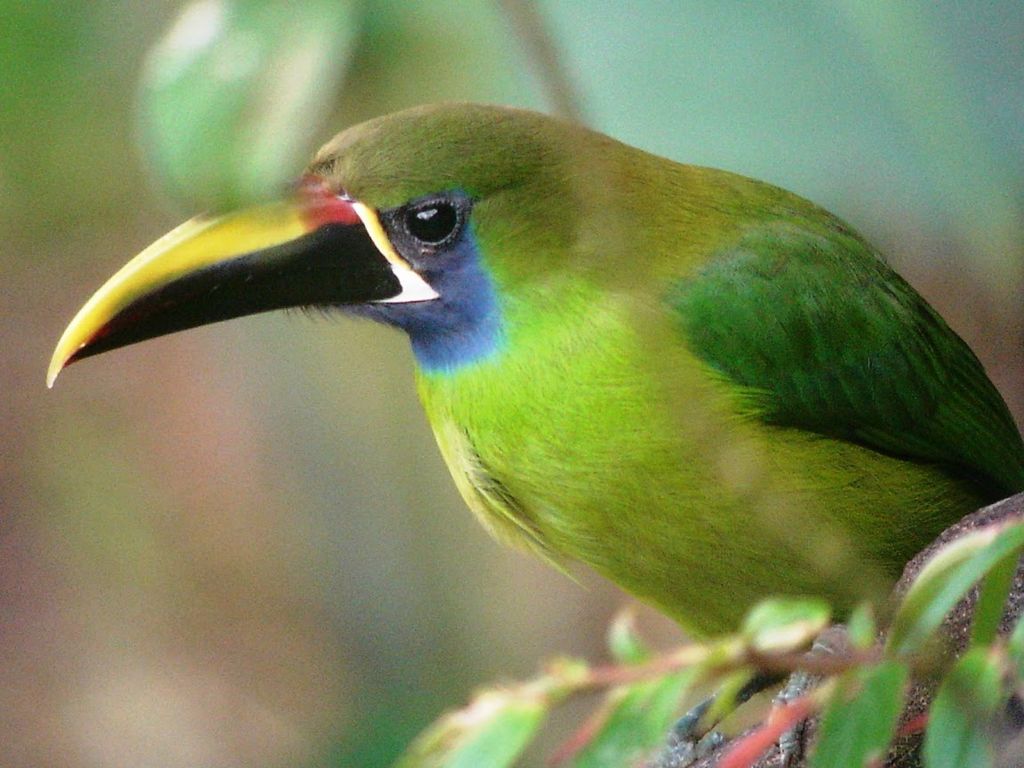 Laucharasari Costa Rica Rainer Stoll