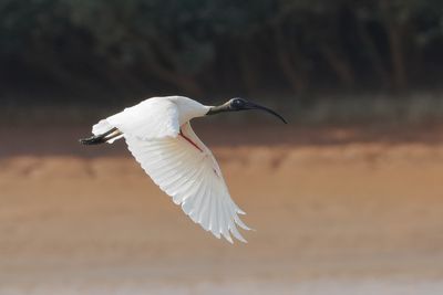 Hellaugenibis Madagaskar