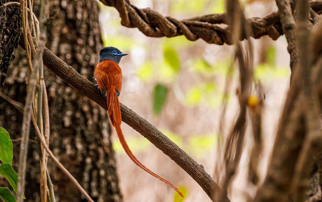 Paradiesschnäpper auf Ast - Namibia Vogelbeobachtung