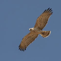 Schlangenadler Oman Christoph Moning