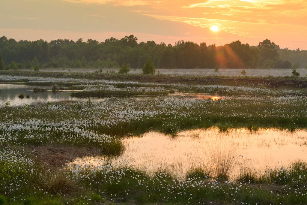 Moor im Sonnenuntergang (Willi Rolfes)