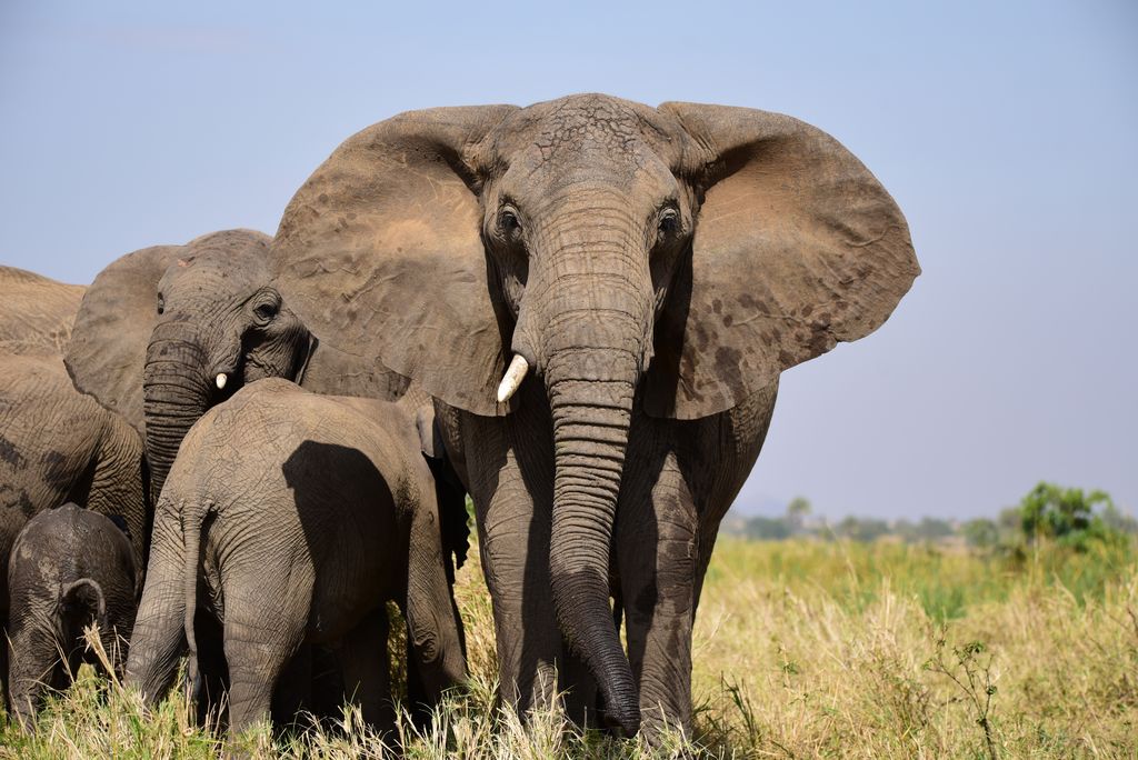 Afrikanischer_Elefant Sthamer