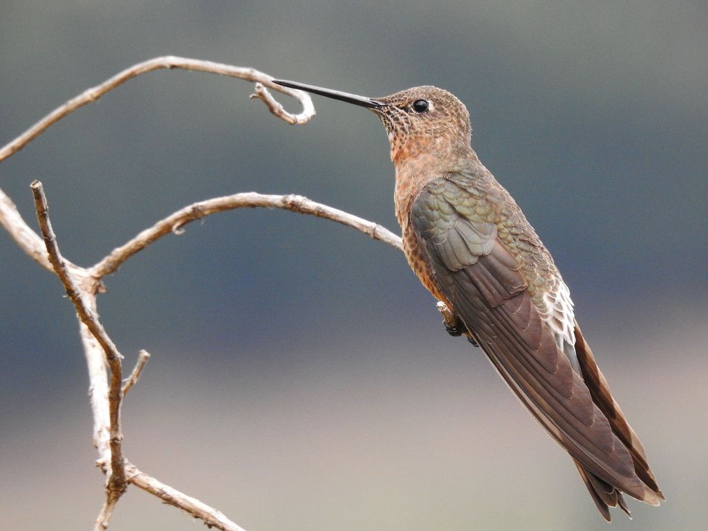 Riesenkolibri (G. Rojas)