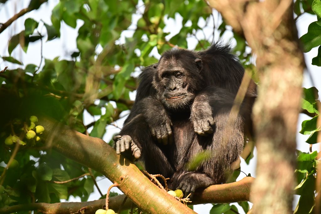 Schimpanse Uganda Volker Sthamer