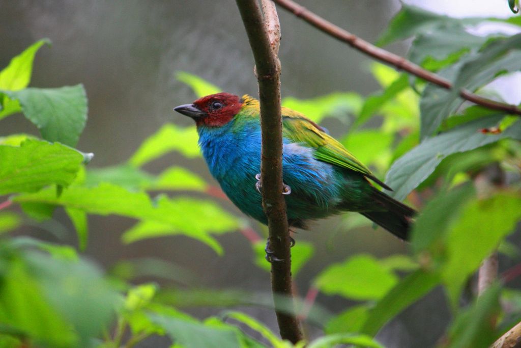 Grüntangar Costa Rica Rainer Stoll