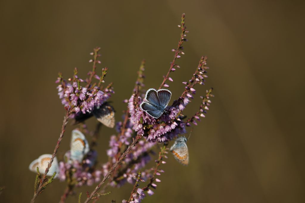Heideblüte (Bernd Grube)