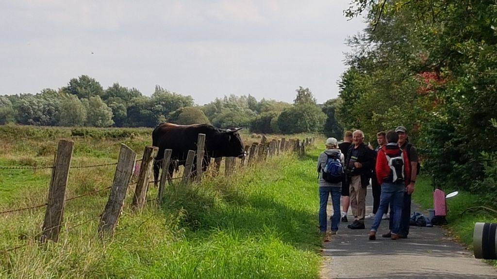 An der Ochsenweide: Heckrinder, Thomas Griesohn-Pflieger