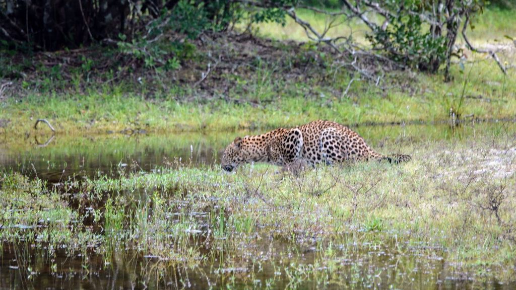 Vogelbeoachtung Sri Lanka - Reisebericht