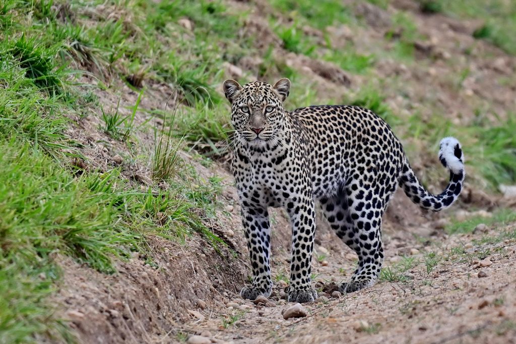 Leopard Uganda Volker Sthamer