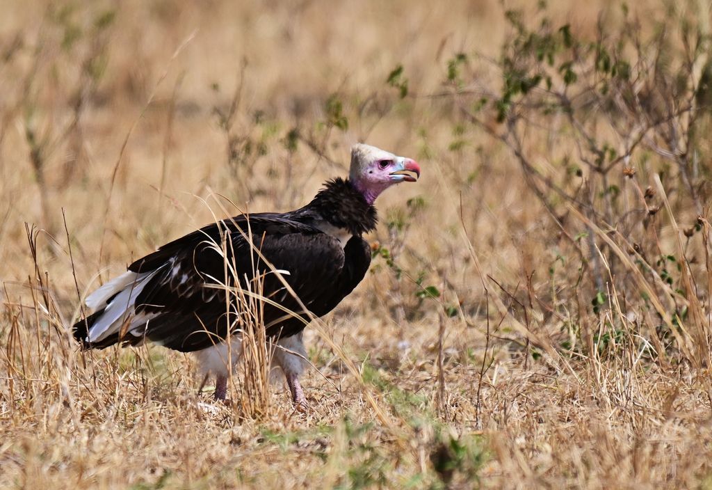 Wollkopfgeier Uganda Volker Sthamer