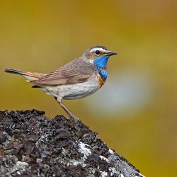 Blaukehlchen Finnland Finnature