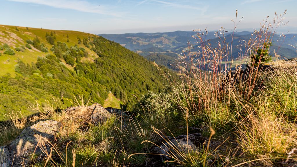 Landschaft Sachwarzwald