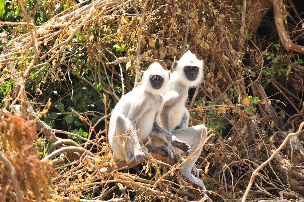 Hanuman Languren Sri Lanka Krishna Karki