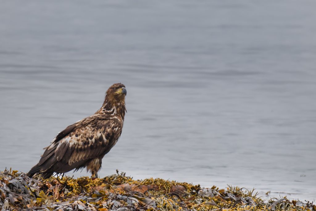 Seeadler in Norwegen