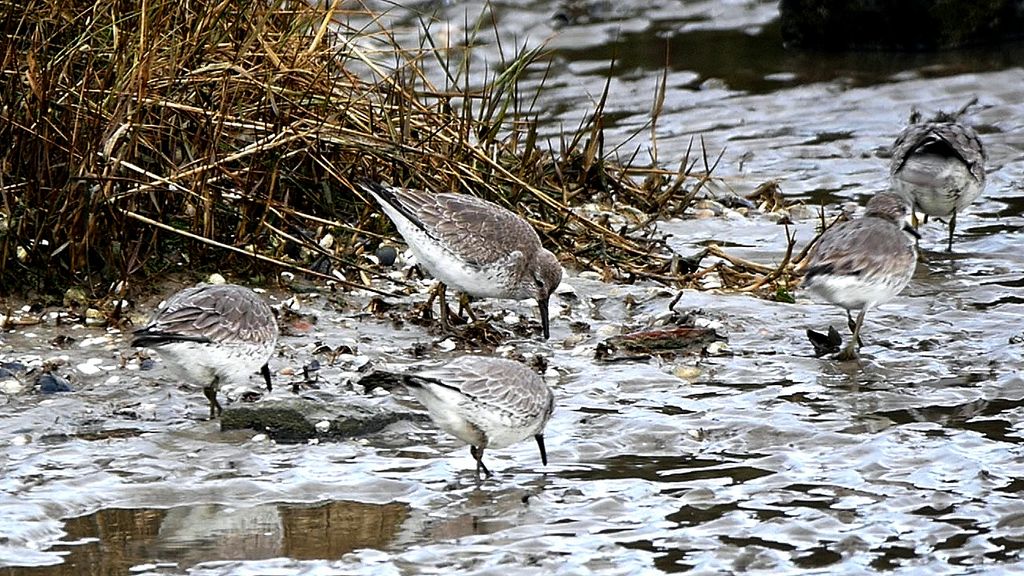 Knutts im Winter, Niederlande, Thomas Griesohn-Pflieger