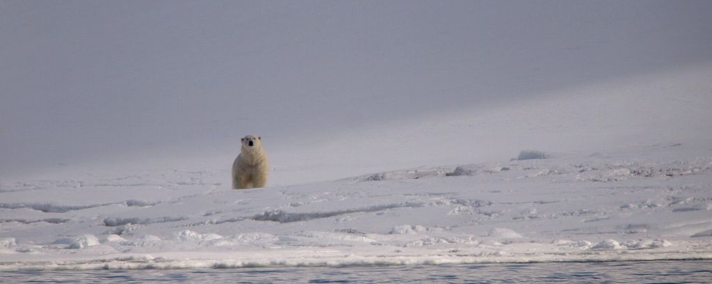 Spitzbergen Eisbär Thomas Griesohn-Pflieger