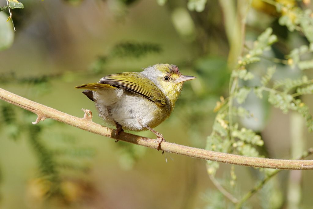 Graunackensaenger Madagaskar H. Teichmann