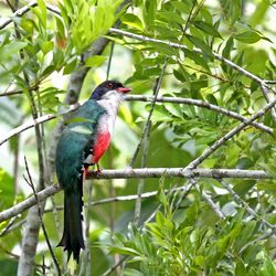 Tocororo Kuba Rolf Schneider