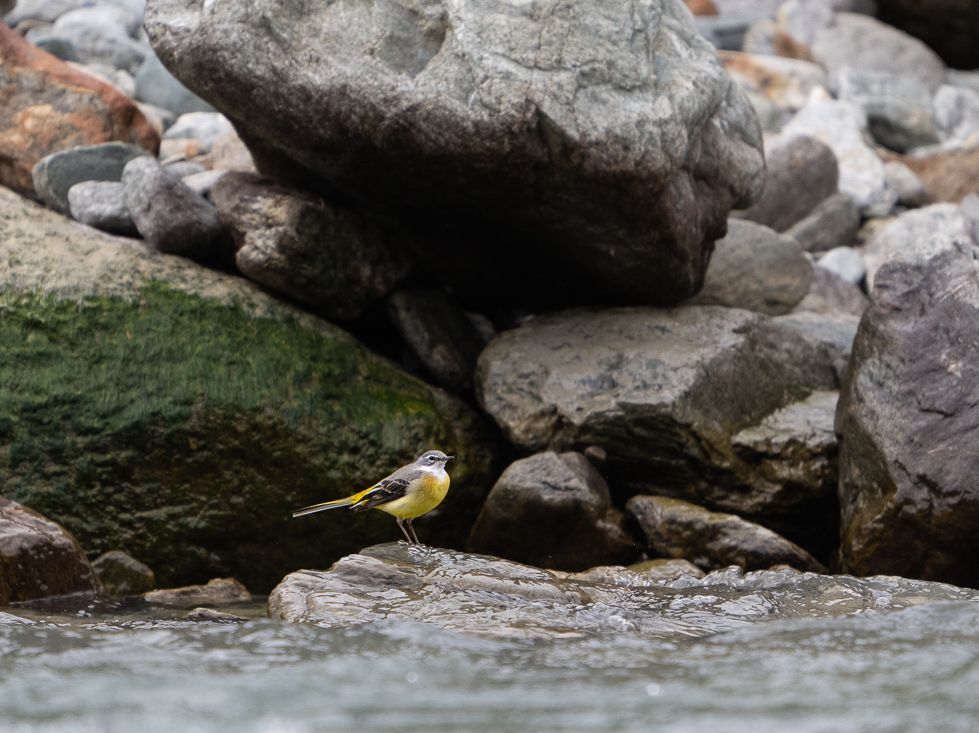Gebirgsstelze am Fluss