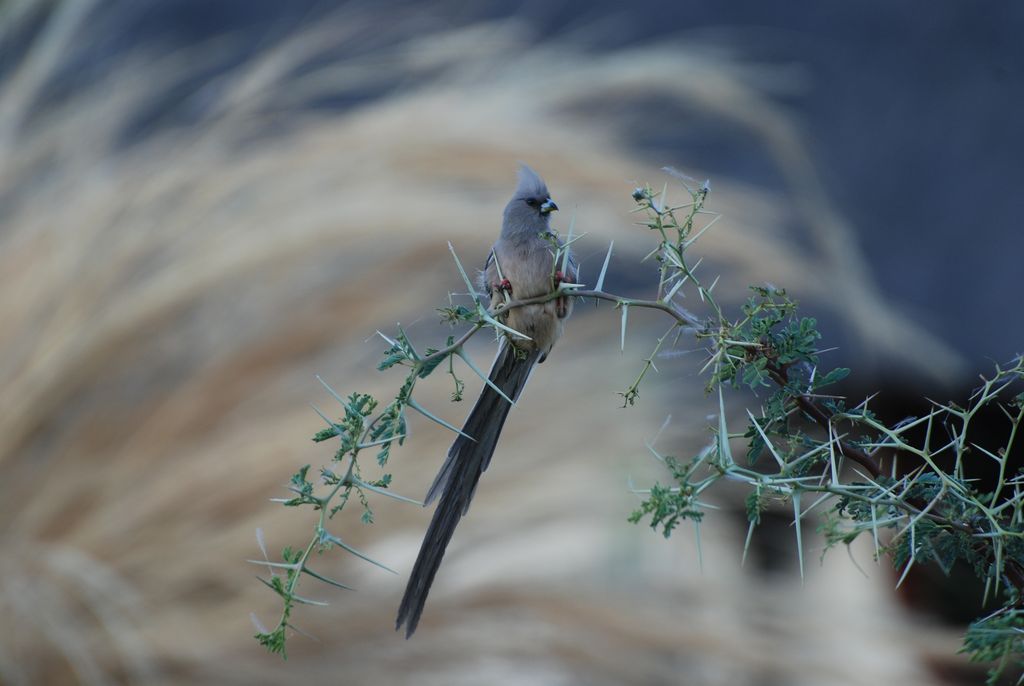 Weißrücken Mausvogel